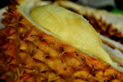 durian 04
