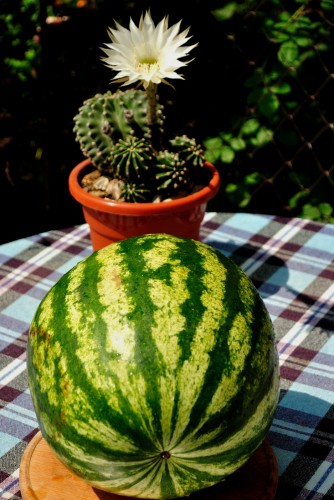 pepene si cactus 01