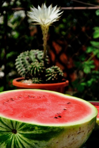pepene si cactus 08